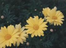Margerite