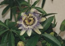Passionsblume