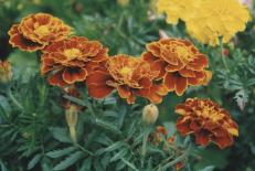 Tagetes