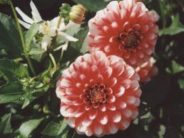 Dahlie